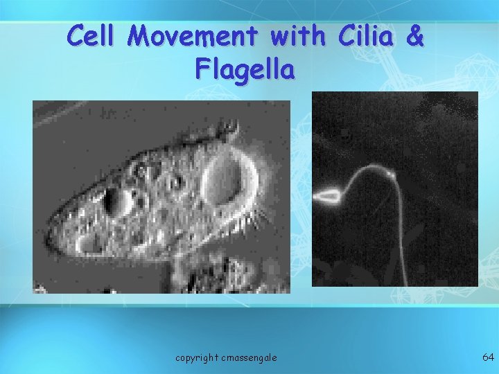 Cell Movement with Cilia & Flagella copyright cmassengale 64 