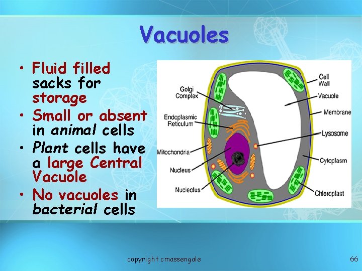 Vacuoles • Fluid filled sacks for storage • Small or absent in animal cells