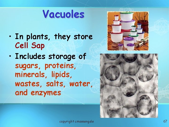 Vacuoles • In plants, they store Cell Sap • Includes storage of sugars, proteins,