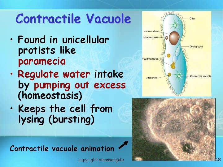 Contractile Vacuole • Found in unicellular protists like paramecia • Regulate water intake by