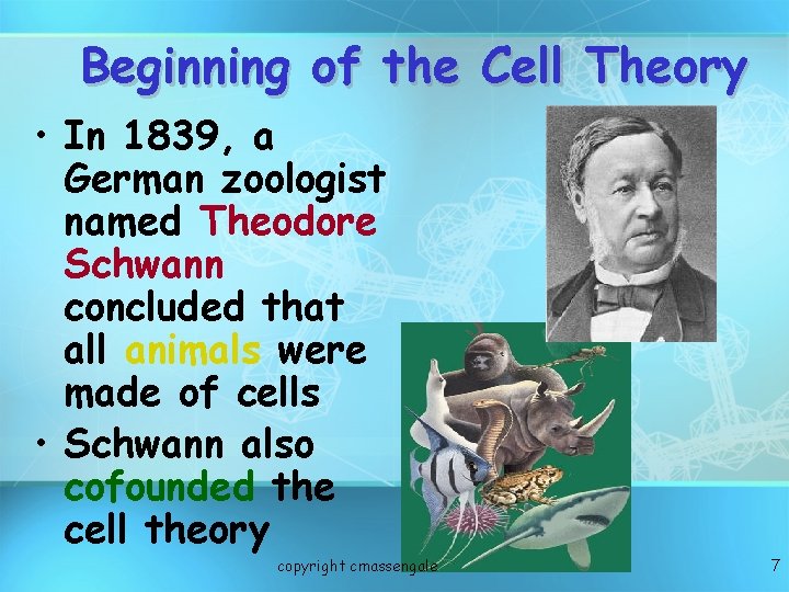 Beginning of the Cell Theory • In 1839, a German zoologist named Theodore Schwann