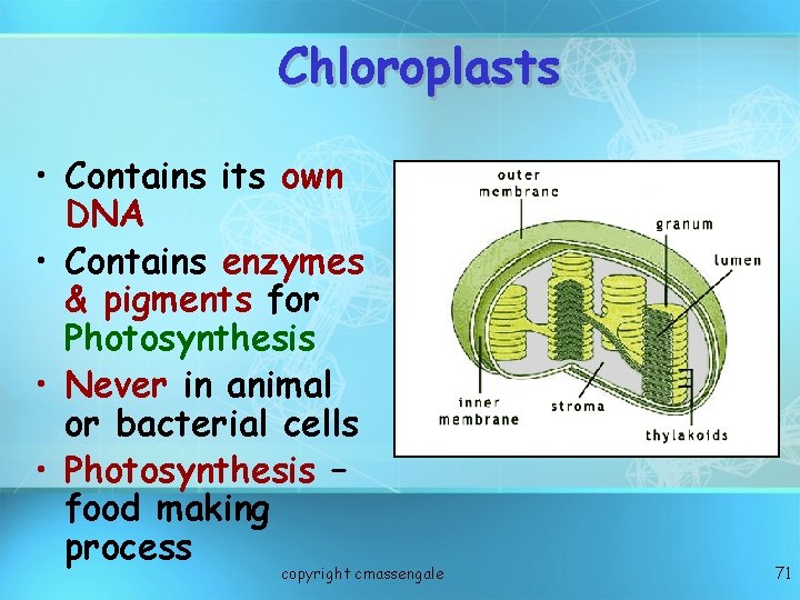 Chloroplasts • Contains its own DNA • Contains enzymes & pigments for Photosynthesis •