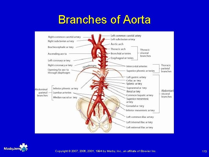 Branches of Aorta Copyright © 2007, 2006, 2001, 1994 by Mosby, Inc. , an