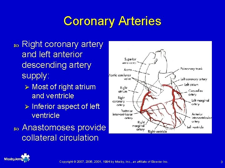 Coronary Arteries Right coronary artery and left anterior descending artery supply: Most of right