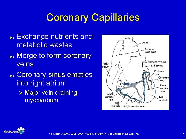 Coronary Capillaries Exchange nutrients and metabolic wastes Merge to form coronary veins Coronary sinus