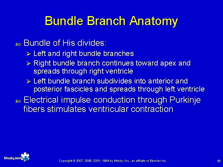 Bundle Branch Anatomy Bundle of His divides: Left and right bundle branches Ø Right