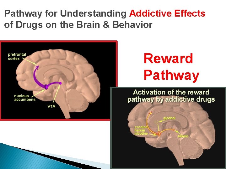 Pathway for Understanding Addictive Effects of Drugs on the Brain & Behavior Reward Pathway