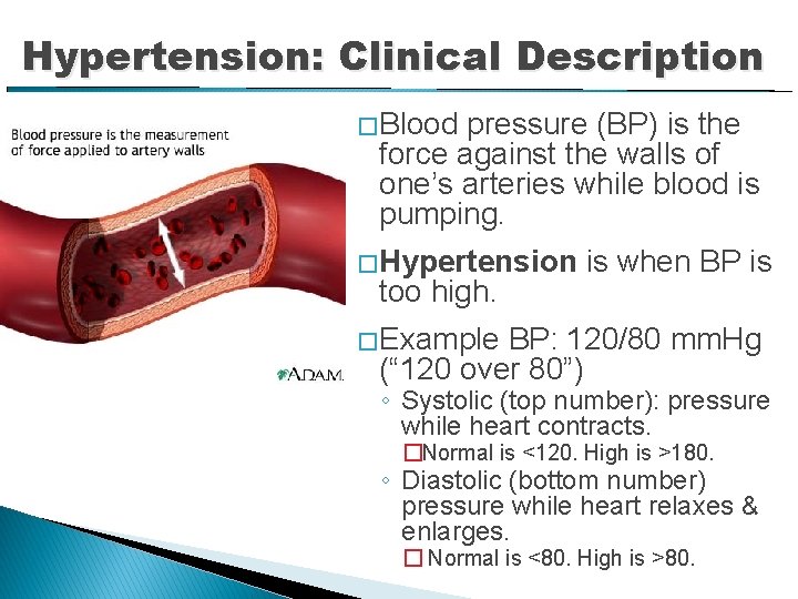 Hypertension: Clinical Description � Blood pressure (BP) is the force against the walls of