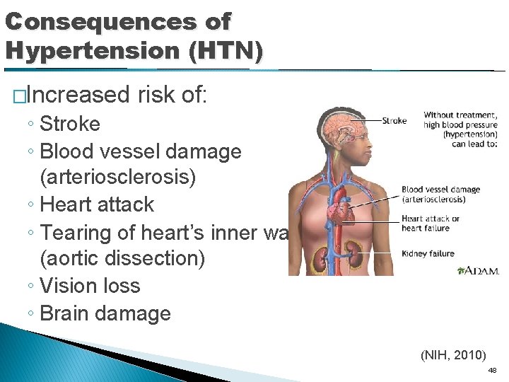 Consequences of Hypertension (HTN) �Increased risk of: ◦ Stroke ◦ Blood vessel damage (arteriosclerosis)