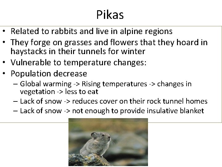 Pikas • Related to rabbits and live in alpine regions • They forge on