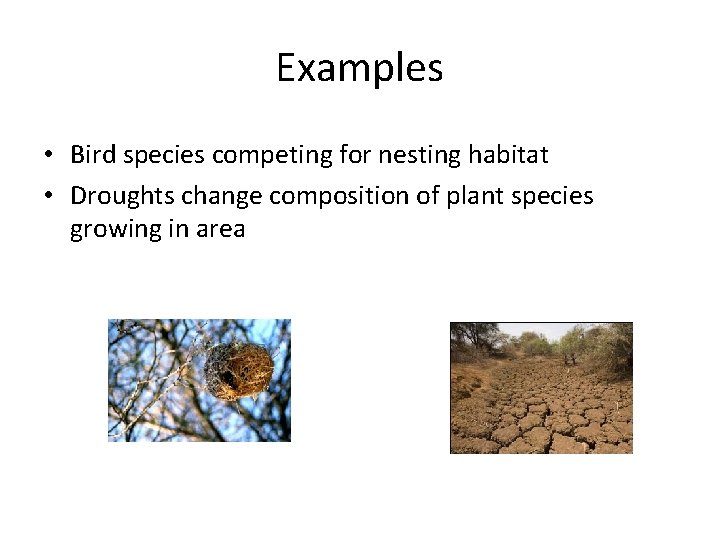 Examples • Bird species competing for nesting habitat • Droughts change composition of plant