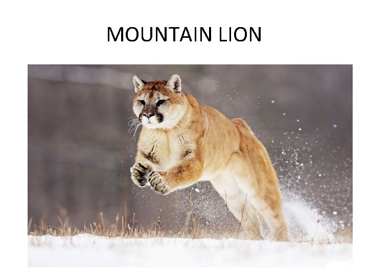 MOUNTAIN LION 
