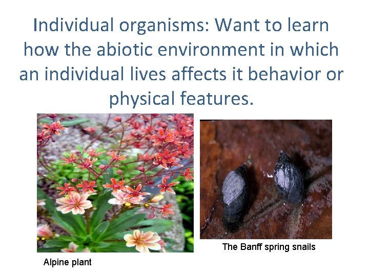 Individual organisms: Want to learn how the abiotic environment in which an individual lives