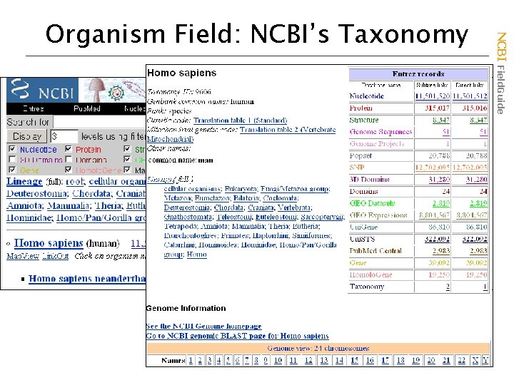 NCBI Field. Guide Organism Field: NCBI’s Taxonomy 