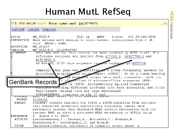 Gen. Bank Records NCBI Field. Guide Human Mut. L Ref. Seq 