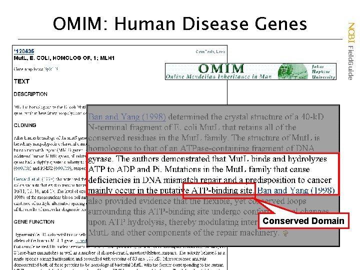 Conserved Domain NCBI Field. Guide OMIM: Human Disease Genes 