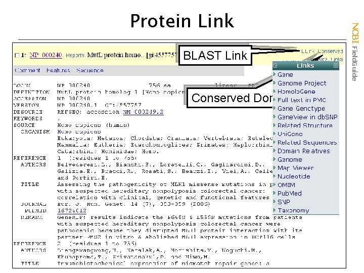 BLAST Link Conserved Domains NCBI Field. Guide Protein Link 