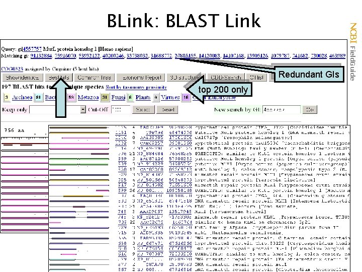 Redundant GIs top 200 only NCBI Field. Guide BLink: BLAST Link 