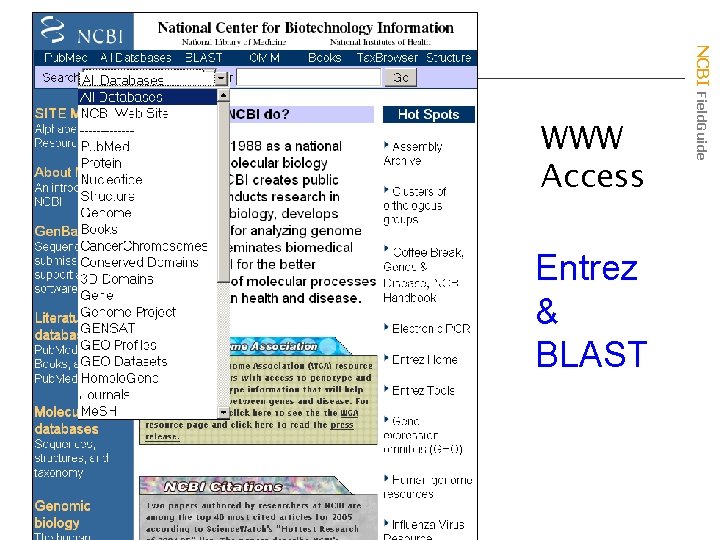 Entrez & BLAST NCBI Field. Guide WWW Access 