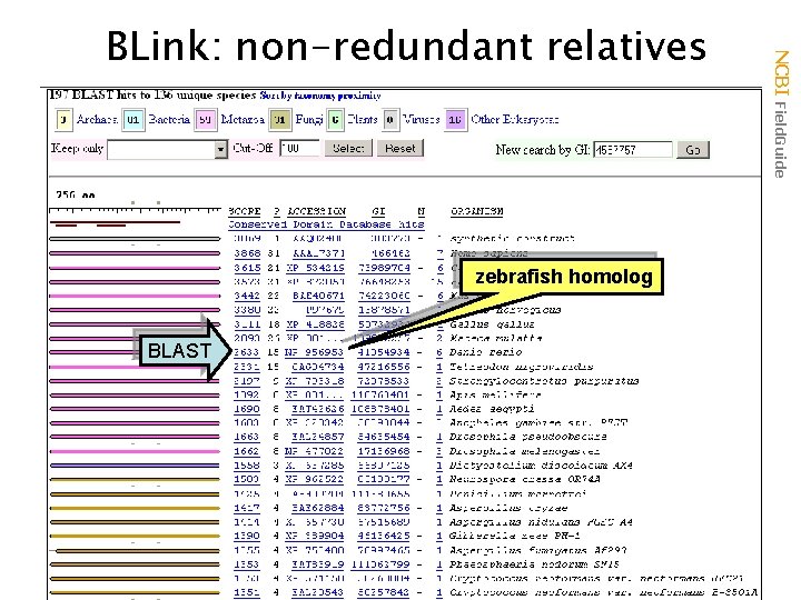 zebrafish homolog BLAST NCBI Field. Guide BLink: non-redundant relatives 