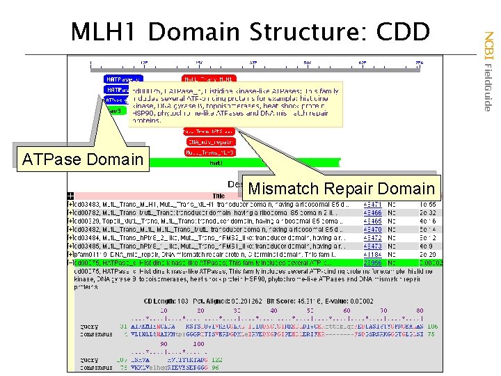 ATPase Domain Mismatch Repair Domain NCBI Field. Guide MLH 1 Domain Structure: CDD 