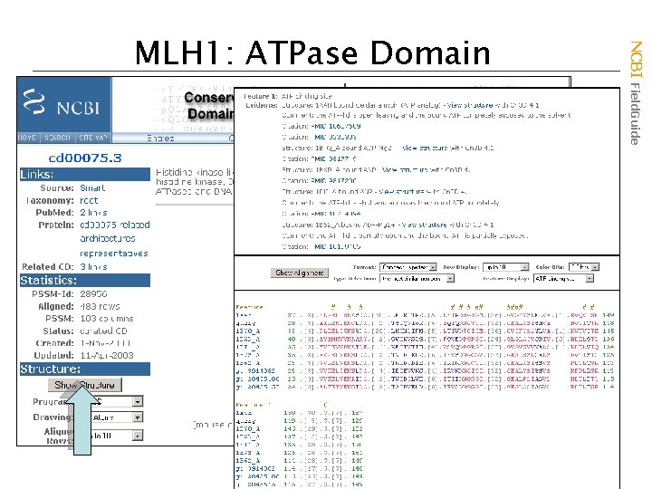 NCBI Field. Guide MLH 1: ATPase Domain 