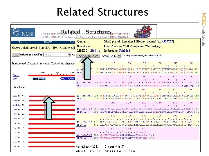 NCBI Field. Guide Related Structures 