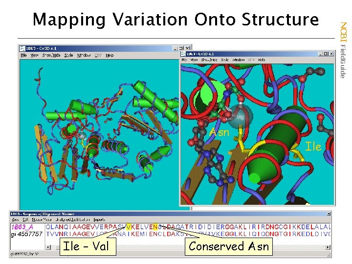 Asn Ile – Val Conserved Asn Ile NCBI Field. Guide Mapping Variation Onto Structure