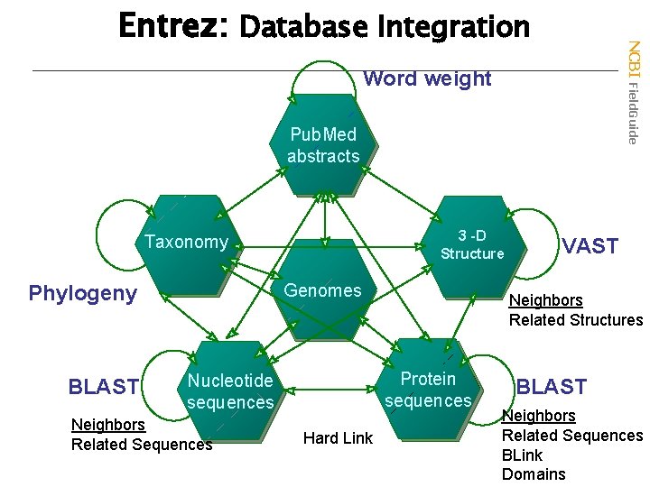 NCBI Field. Guide Entrez: Database Integration Word weight Pub. Med abstracts 3 -D 3
