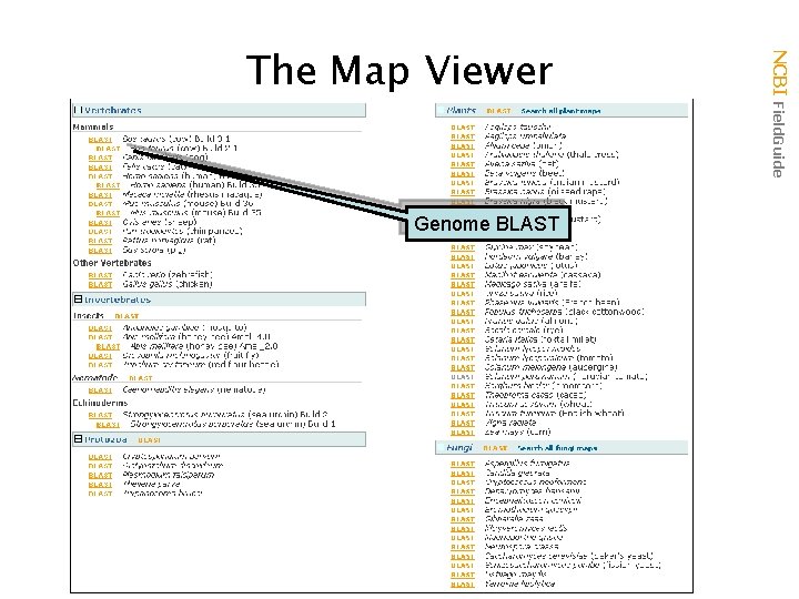 Genome BLAST NCBI Field. Guide The Map Viewer 