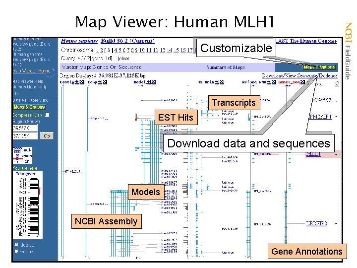 Customizable Transcripts EST Hits Download data and sequences Models NCBI Assembly Gene Annotations NCBI