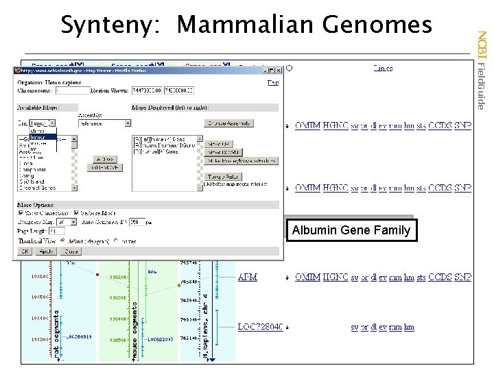 Albumin Gene Family NCBI Field. Guide Synteny: Mammalian Genomes 