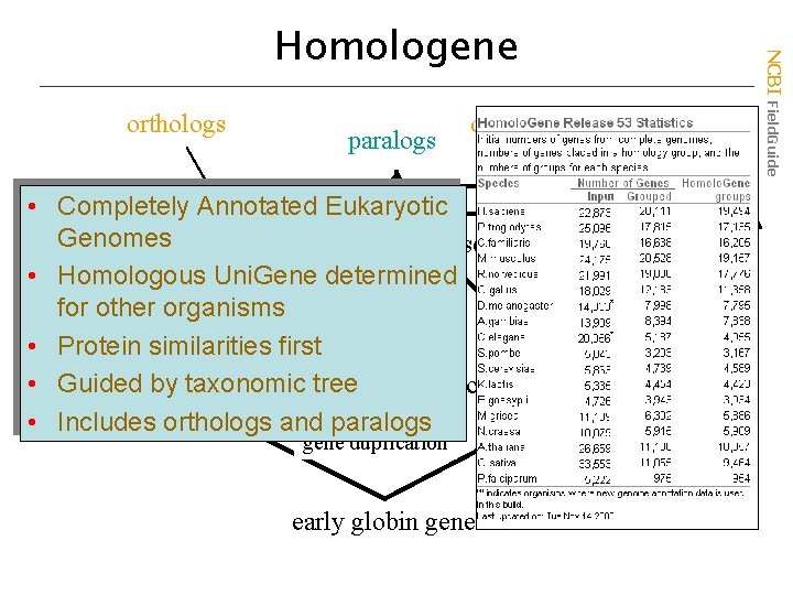 orthologs paralogs orthologs • Completely Annotated Eukaryotic Genomes frog A chick A mouse B