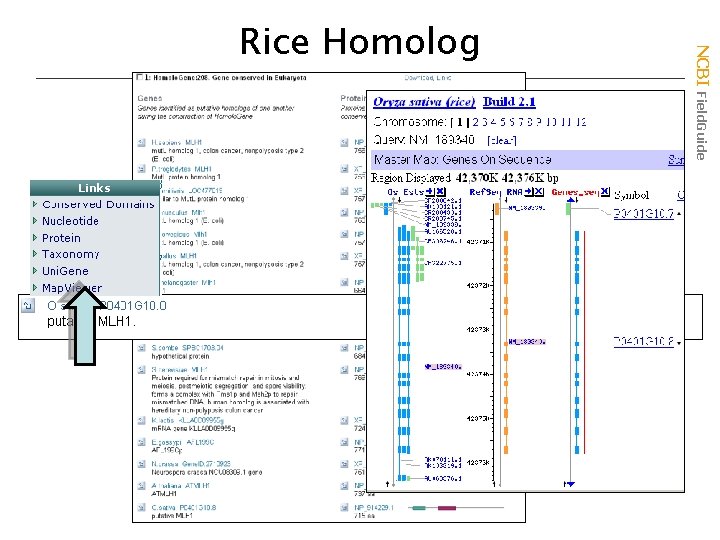 NCBI Field. Guide Rice Homolog 