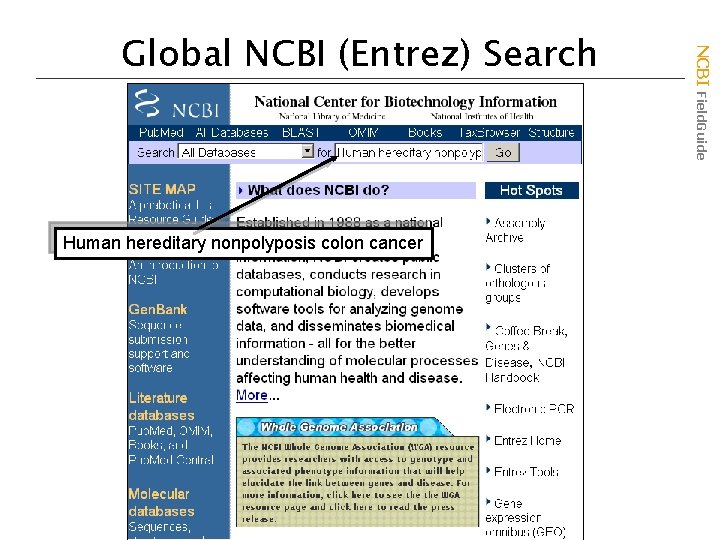 Human hereditary nonpolyposis colon cancer NCBI Field. Guide Global NCBI (Entrez) Search 