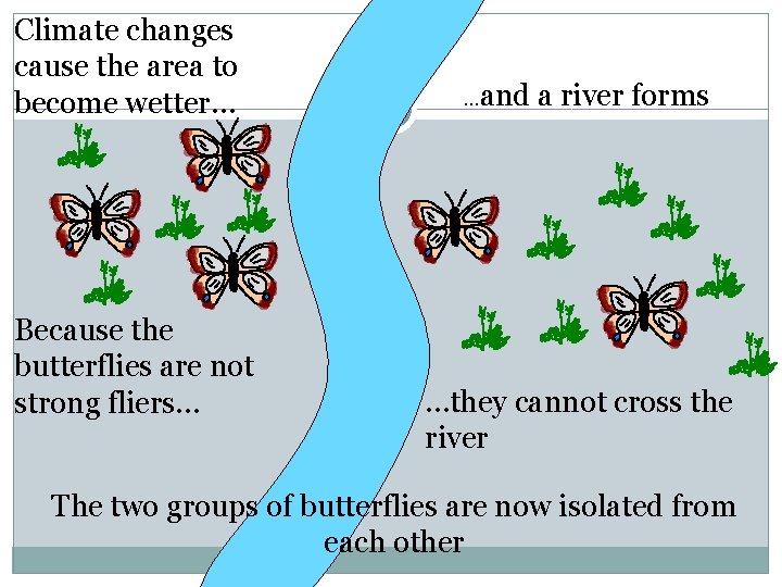 Climate changes cause the area to become wetter… Because the butterflies are not strong