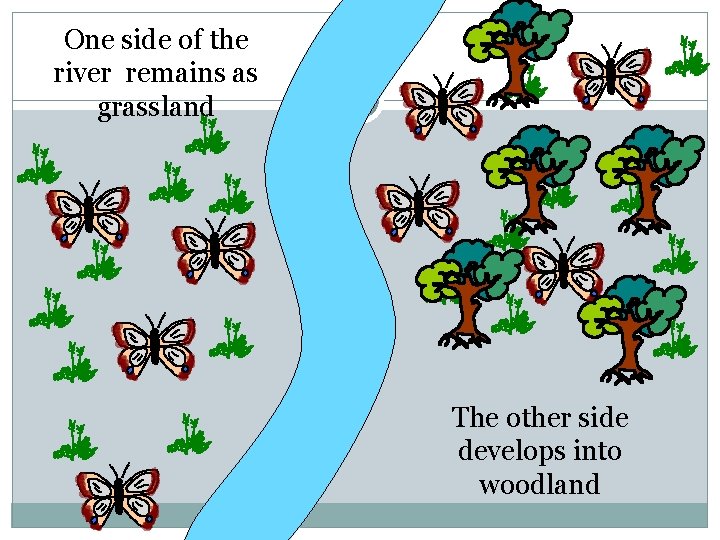 One side of the river remains as grassland The other side develops into woodland