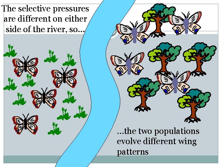 The selective pressures are different on either side of the river, so… …the two