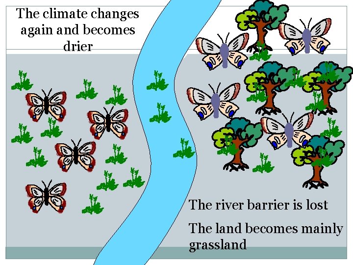 The climate changes again and becomes drier The river barrier is lost The land