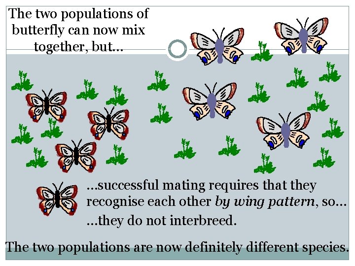 The two populations of butterfly can now mix together, but… …successful mating requires that