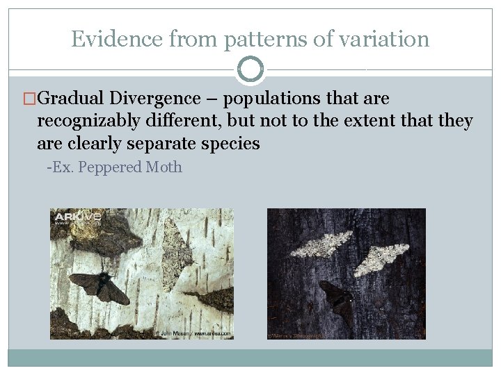 Evidence from patterns of variation �Gradual Divergence – populations that are recognizably different, but