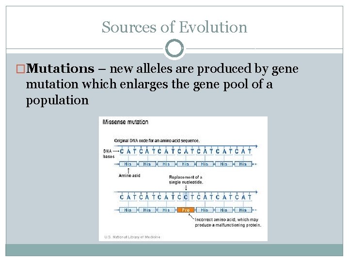 Sources of Evolution �Mutations – new alleles are produced by gene mutation which enlarges