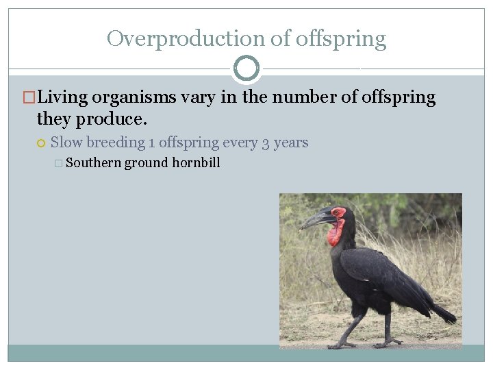 Overproduction of offspring �Living organisms vary in the number of offspring they produce. Slow