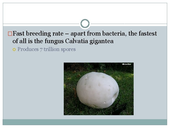 �Fast breeding rate – apart from bacteria, the fastest of all is the fungus