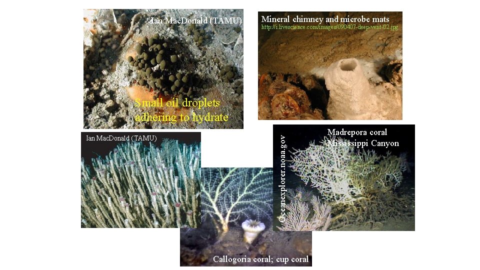 Ian Mac. Donald (TAMU) Mineral chimney and microbe mats http: //i. livescience. com/images/090407 -deep-vent-02.