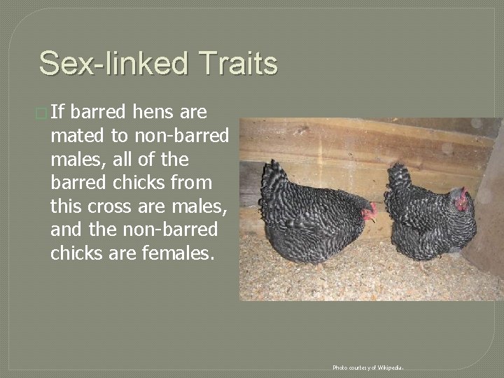 Sex-linked Traits � If barred hens are mated to non-barred males, all of the