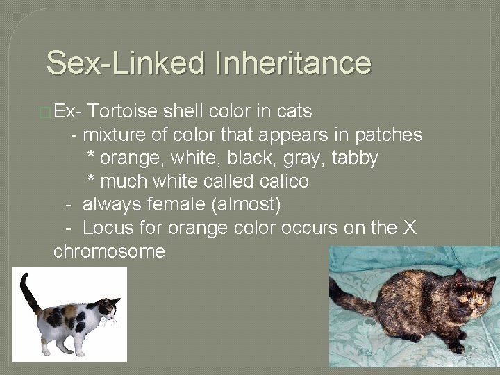 Sex-Linked Inheritance � Ex- Tortoise shell color in cats - mixture of color that