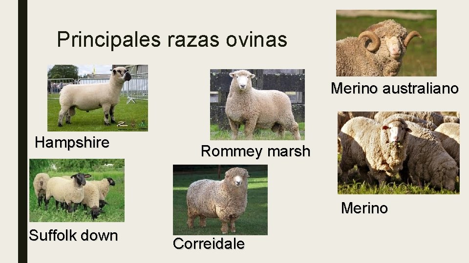 Principales razas ovinas Merino australiano Hampshire Rommey marsh Merino Suffolk down Correidale 