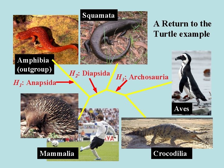 Squamata Amphibia (outgroup) H 1: Anapsida A Return to the Turtle example H 2:
