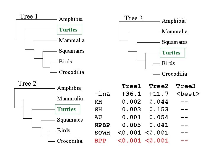 Tree 1 Tree 2 Tree 3 Amphibia Turtles Mammalia Squamates Turtles Birds Crocodilia Amphibia